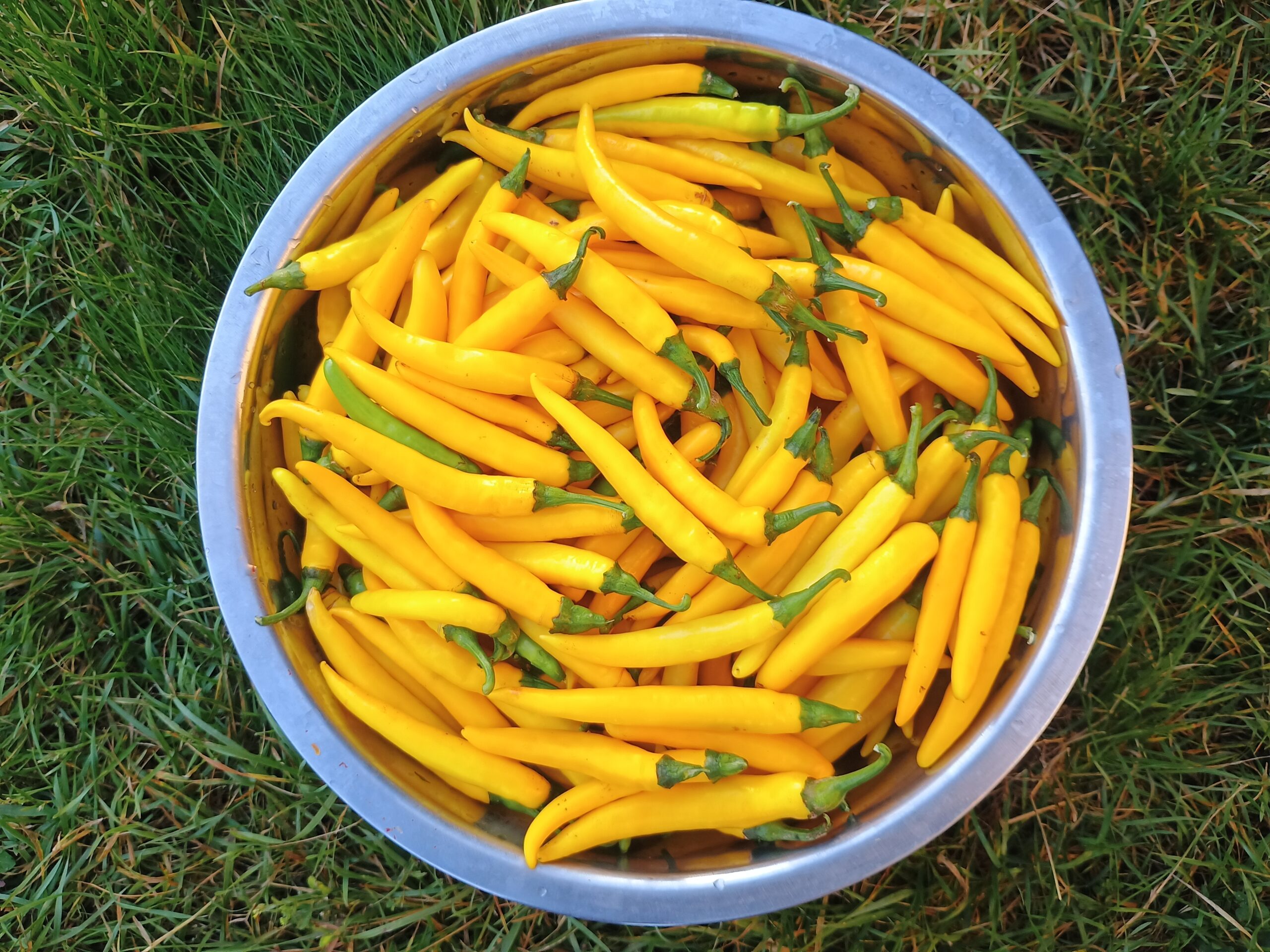 Świeże warzywa Pangary